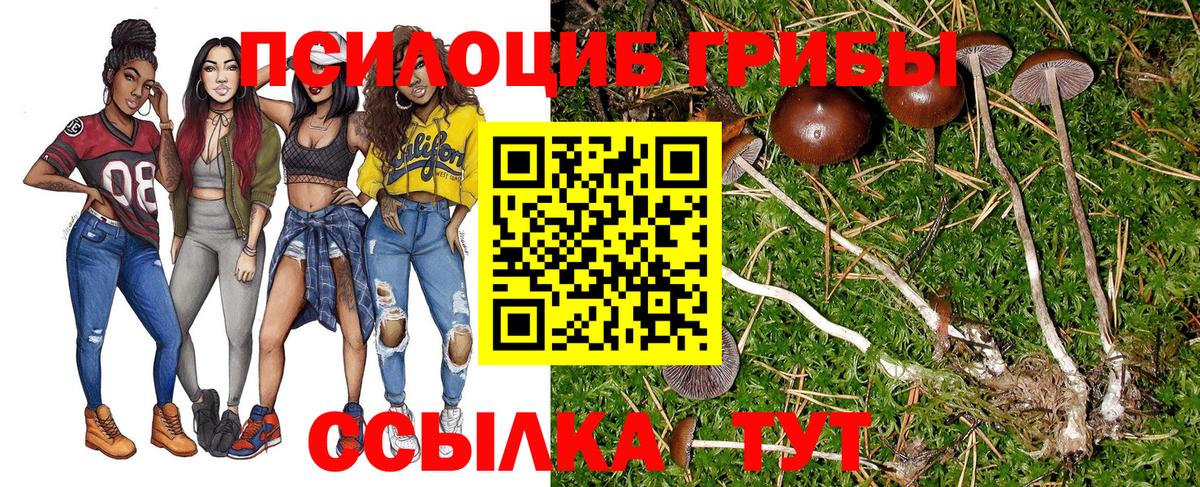 Псилоцибиновые грибы Cubensis Туапсе